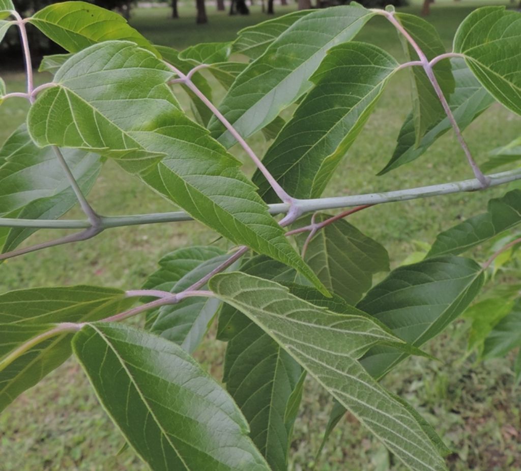 Acer negundo